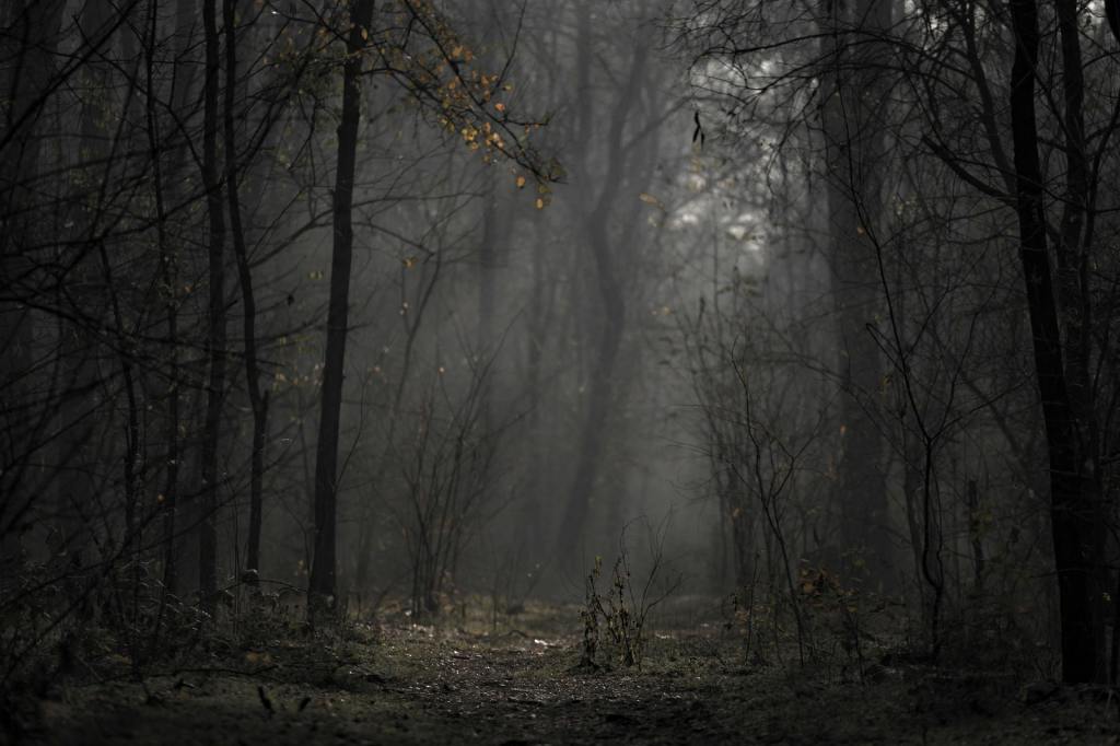 Photo of a foggy forest