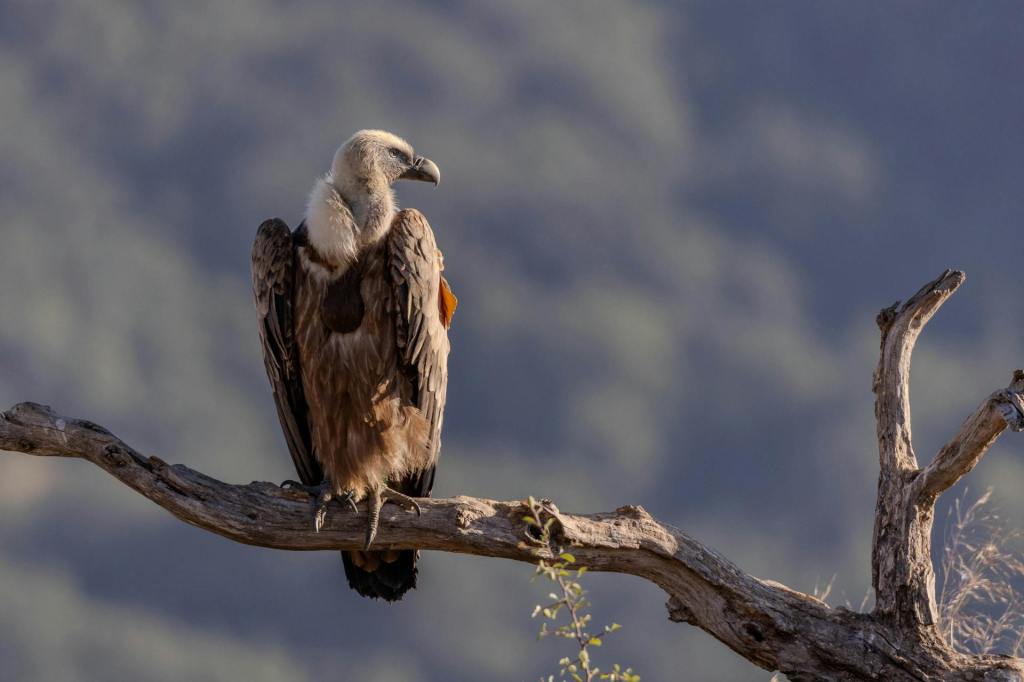 A vulture perching on a tree branch
